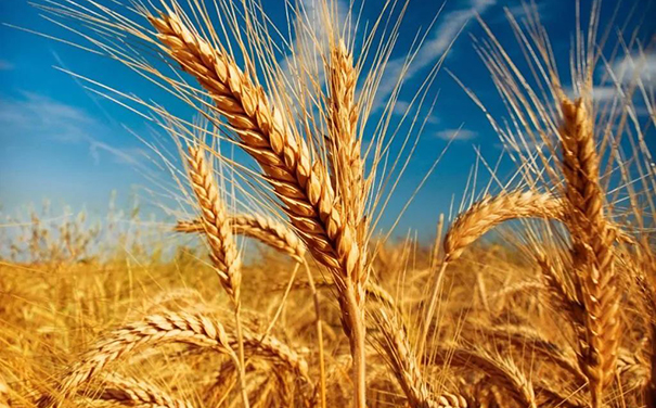 立邦、三棵樹、亞士、嘉寶莉等爭相追求國家